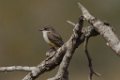 Vermillion Flycatcher 2014-01-25_2